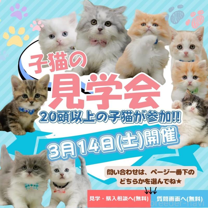 販売中の神奈川県のノルウェージャンフォレストキャット-138049の3枚目