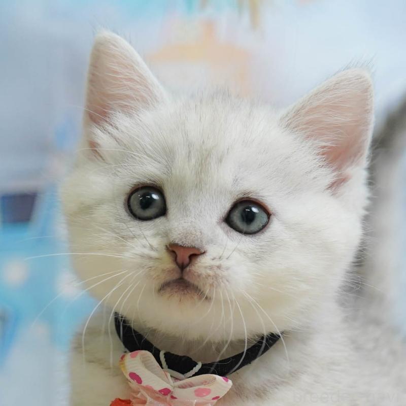 販売中の神奈川県のミヌエット-138050