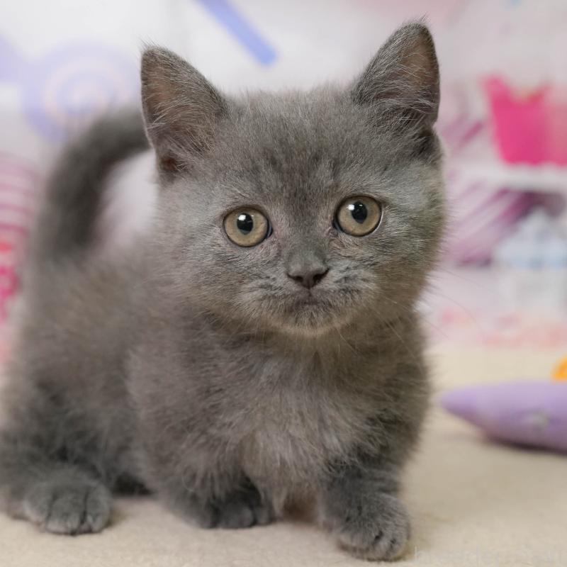 販売中の神奈川県のミヌエット-138051