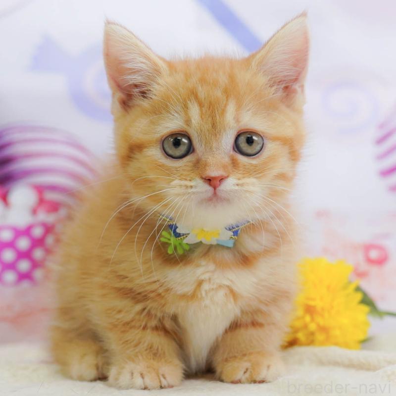 販売中の神奈川県のマンチカン-138052