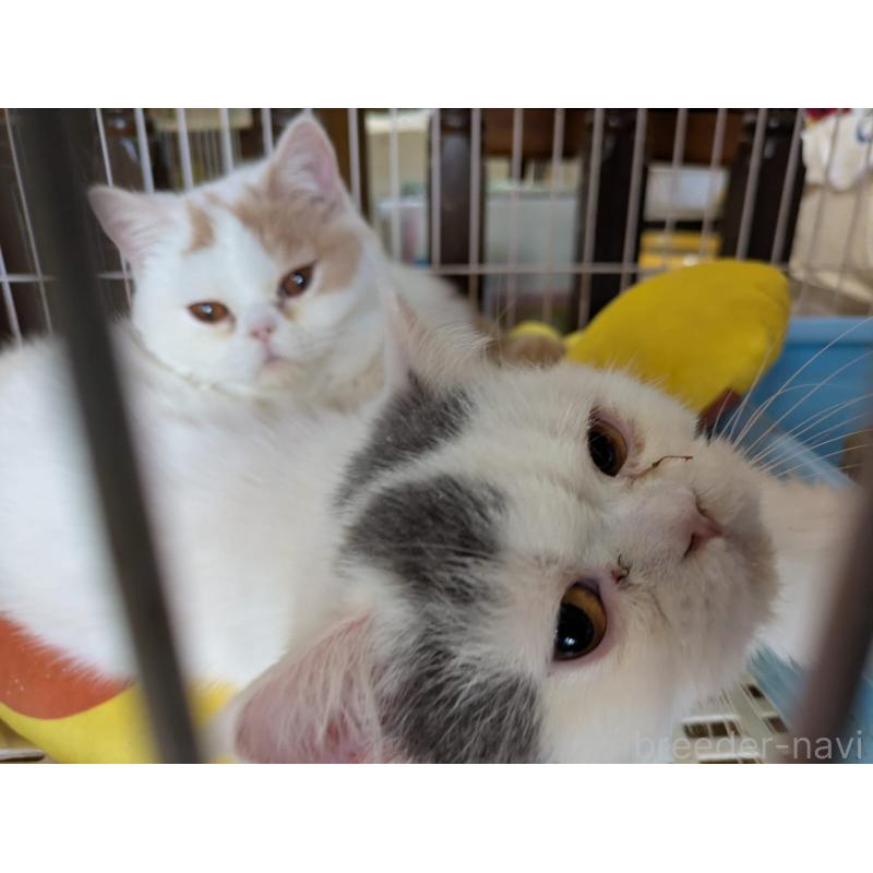 販売中の大阪府のミヌエット-118235の4枚目