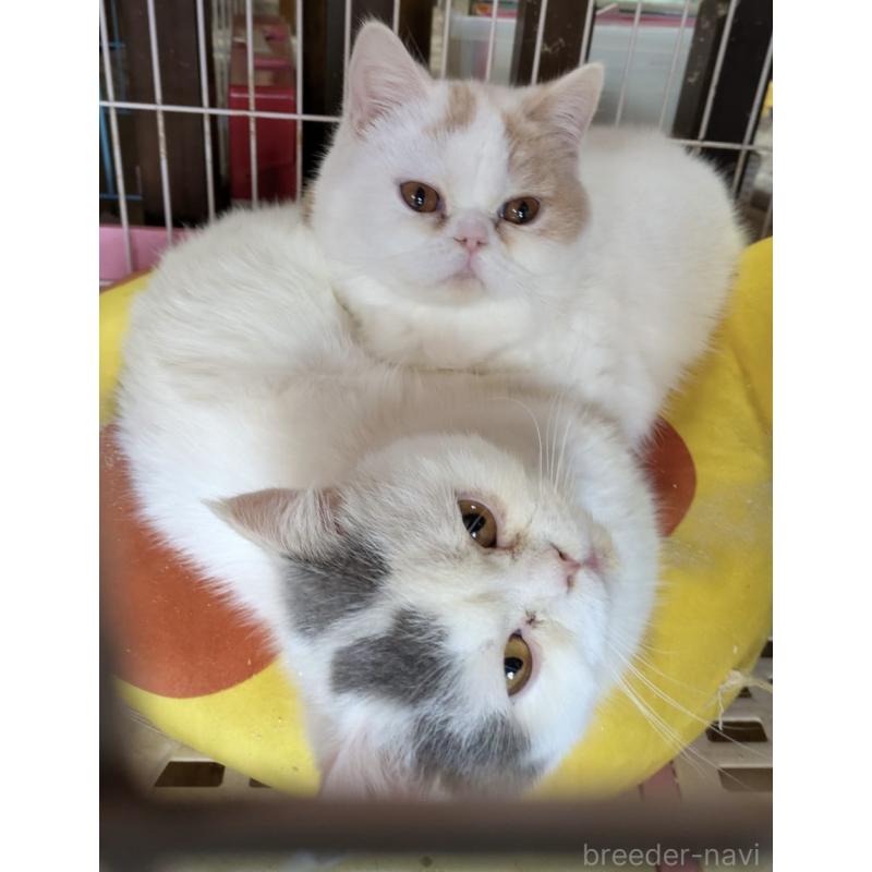 販売中の大阪府のミヌエット-118235の3枚目