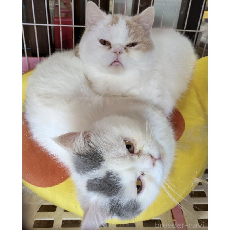 販売中の大阪府のミヌエット-118235の2枚目