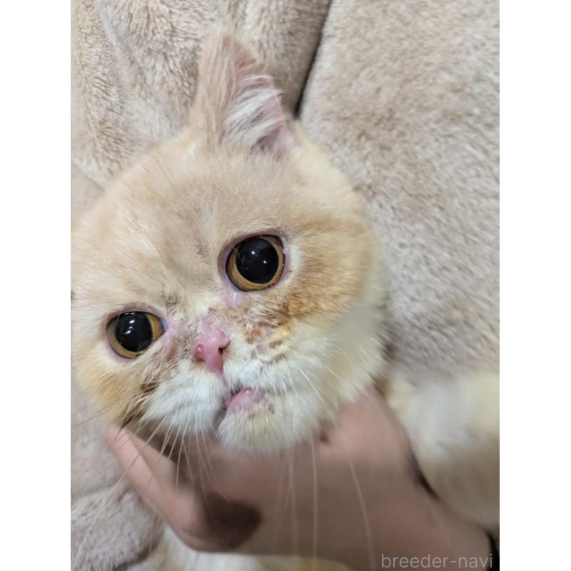 販売中の大阪府のミヌエット-122106の7枚目