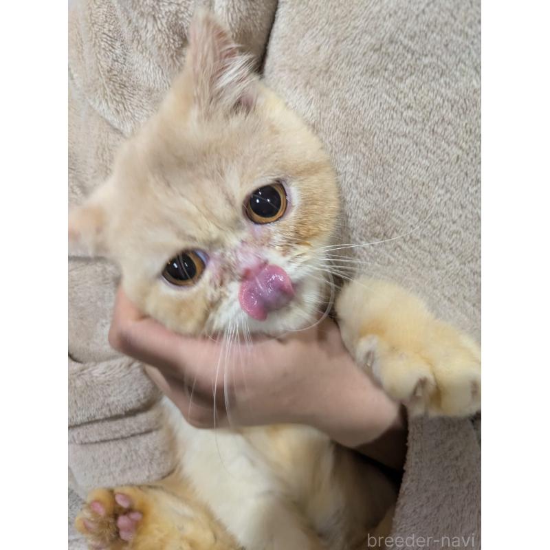 販売中の大阪府のミヌエット-122106の6枚目