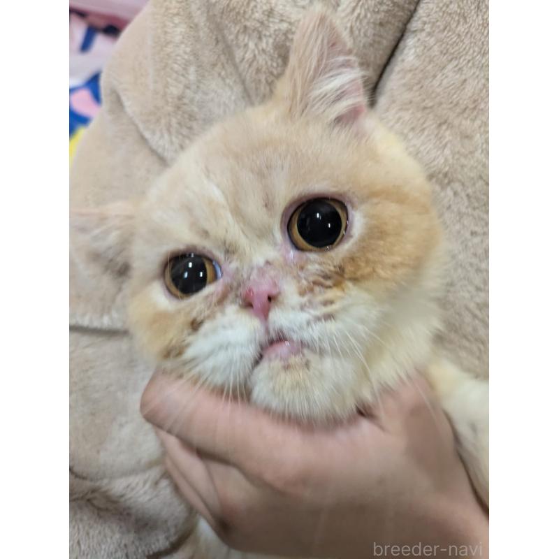 販売中の大阪府のミヌエット-122106の5枚目