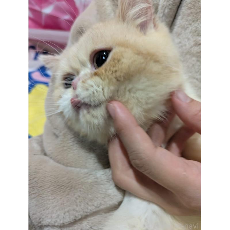 販売中の大阪府のミヌエット-122106の4枚目