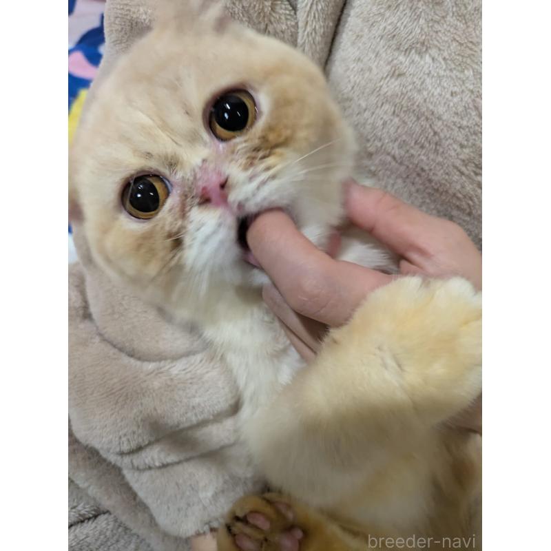 販売中の大阪府のミヌエット-122106の2枚目