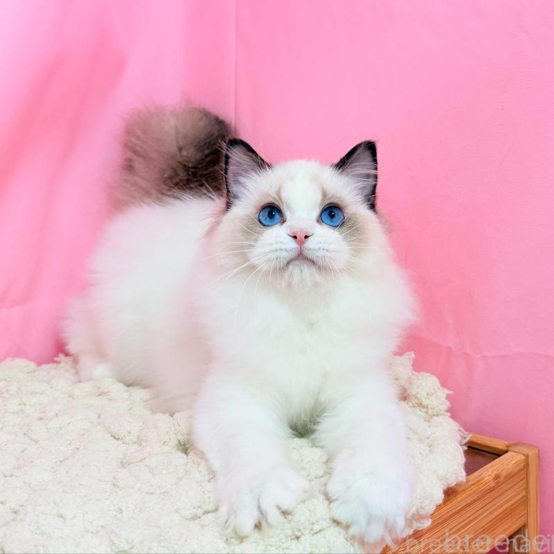 販売中の東京都のラグドール-138053の10枚目