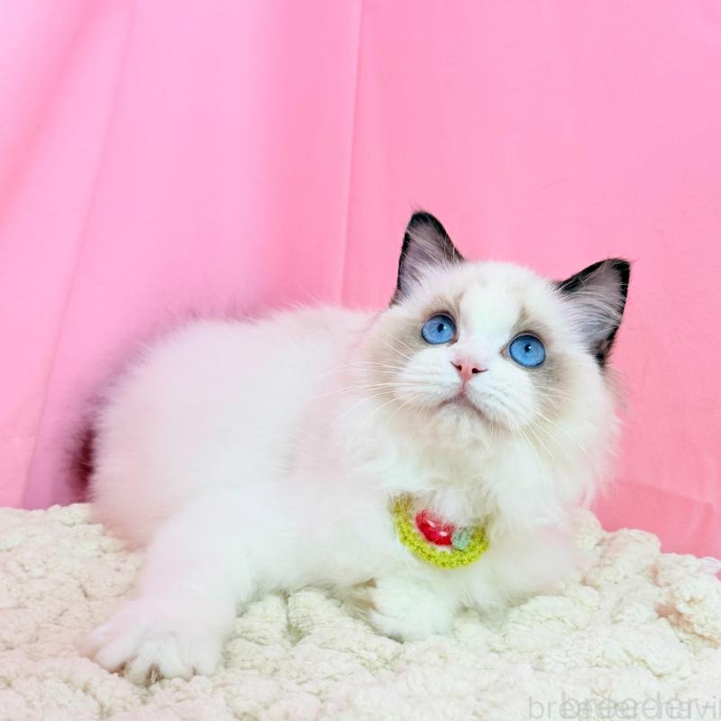 販売中の東京都のラグドール-138053の9枚目