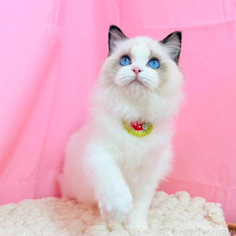 販売中の東京都のラグドール-138053の8枚目