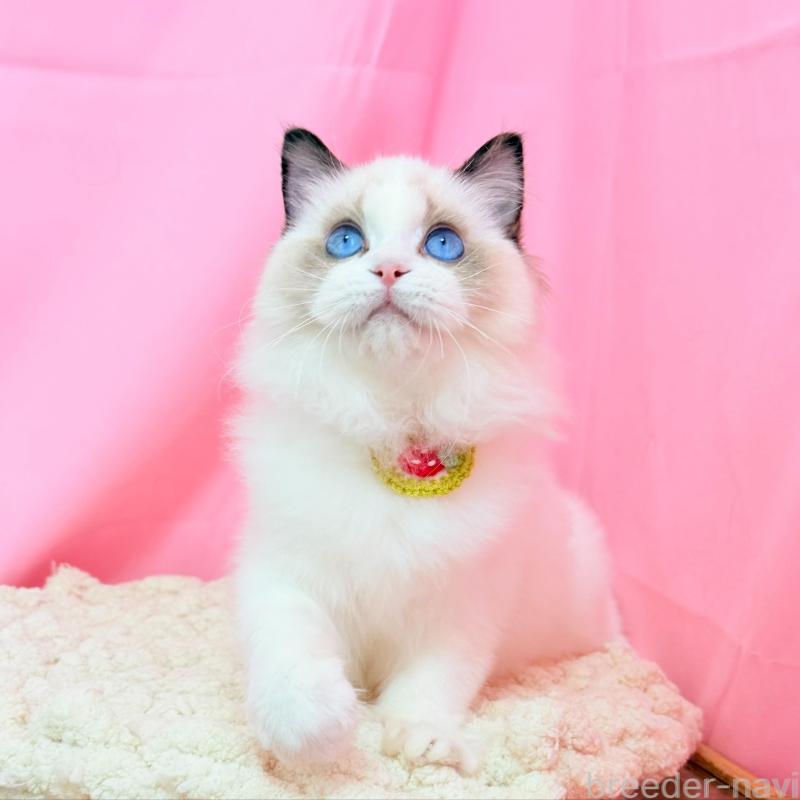 販売中の東京都のラグドール-138053の7枚目