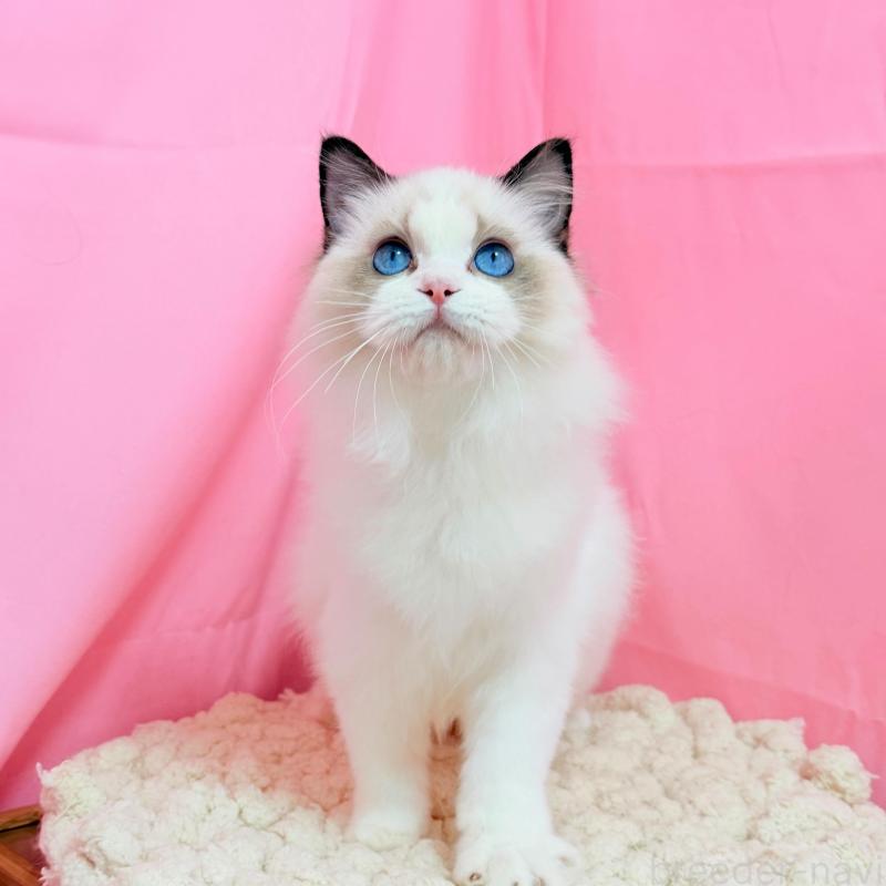 販売中の東京都のラグドール-138053の5枚目