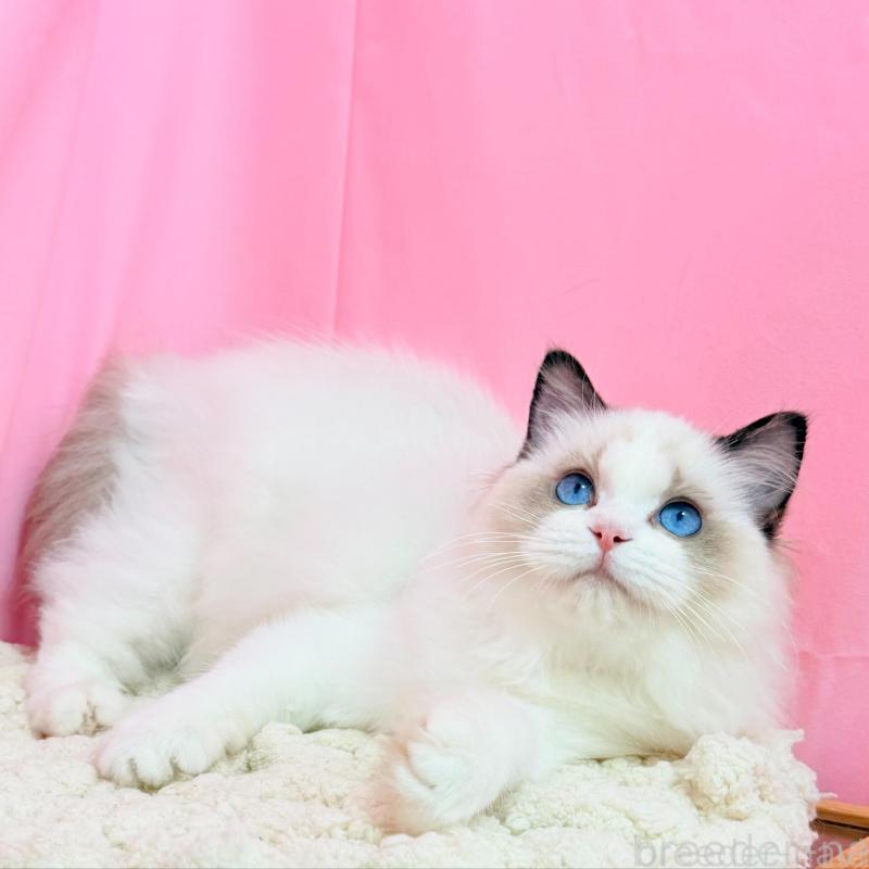 販売中の東京都のラグドール-138053の4枚目