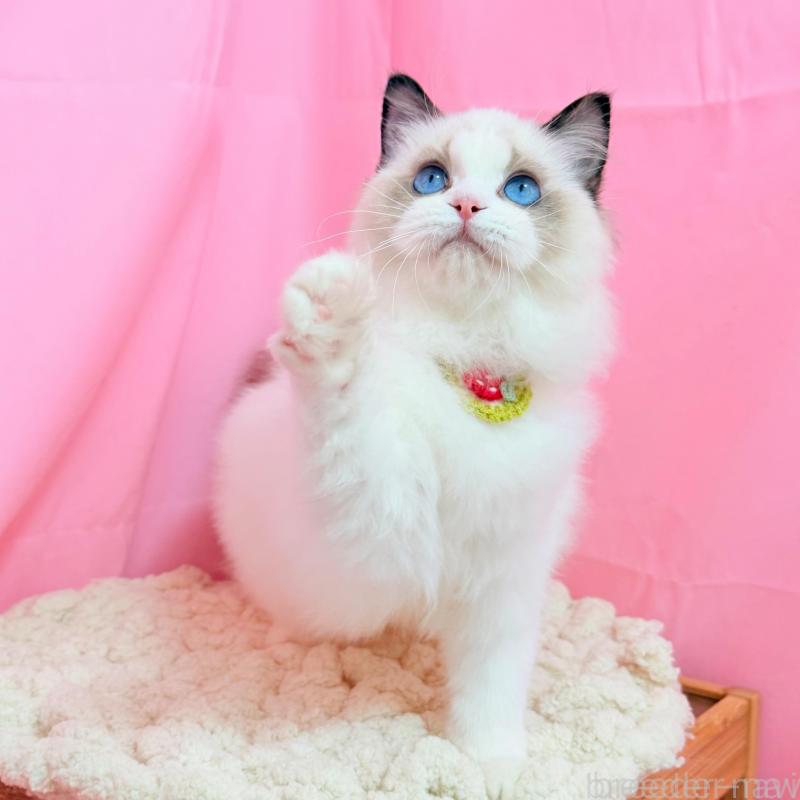 販売中の東京都のラグドール-138053の3枚目