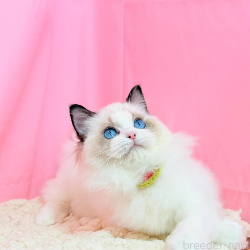 販売中の東京都のラグドール-138053の2枚目