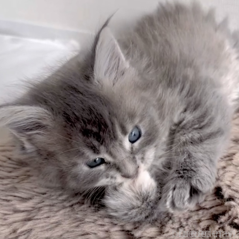 販売中の長野県のメインクーン-138054の2枚目