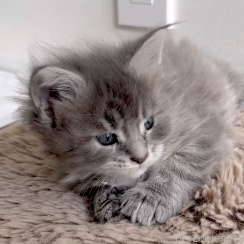 販売中の長野県のメインクーン-138054の1枚目