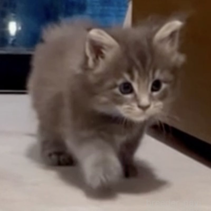 販売中の長野県のメインクーン-138055