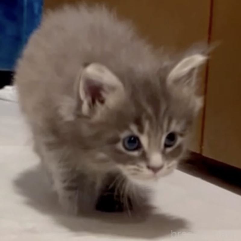 販売中の長野県のメインクーン-138055の2枚目