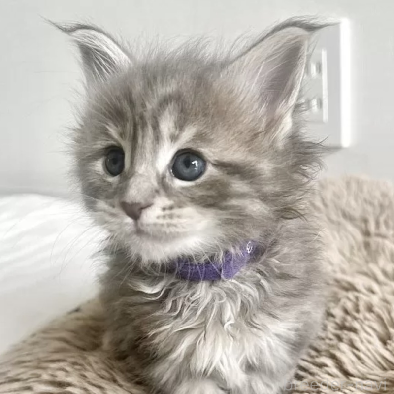 販売中の長野県のメインクーン-138056の1枚目