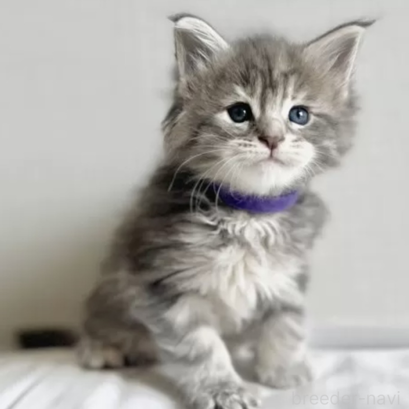 販売中の長野県のメインクーン-138056の2枚目