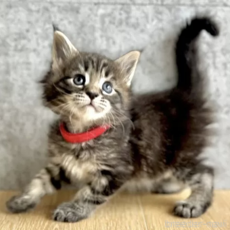 販売中の長野県のメインクーン-138057の2枚目