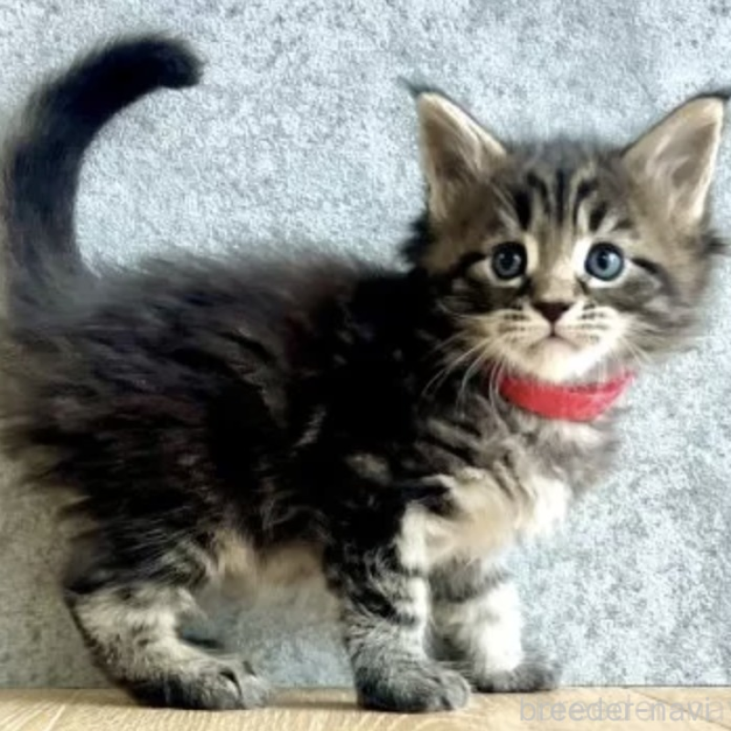 販売中の長野県のメインクーン-138057