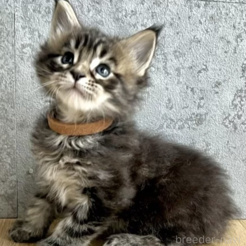 販売中の長野県のメインクーン-138058の2枚目