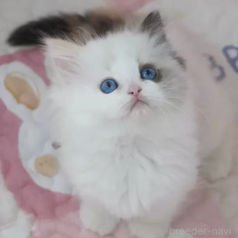 販売中の茨城県のラグドール-138059