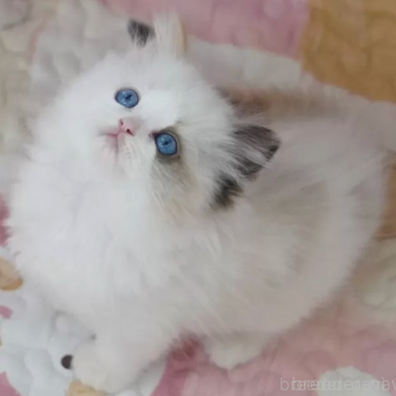 販売中の茨城県のラグドール-138059の2枚目