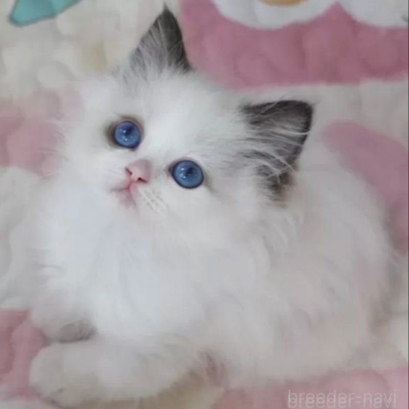 販売中の茨城県のラグドール-138060の2枚目