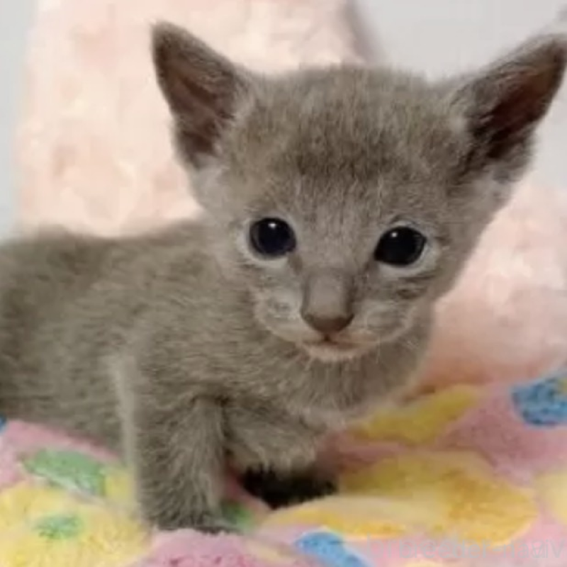 販売中の群馬県のロシアンブルー-138061