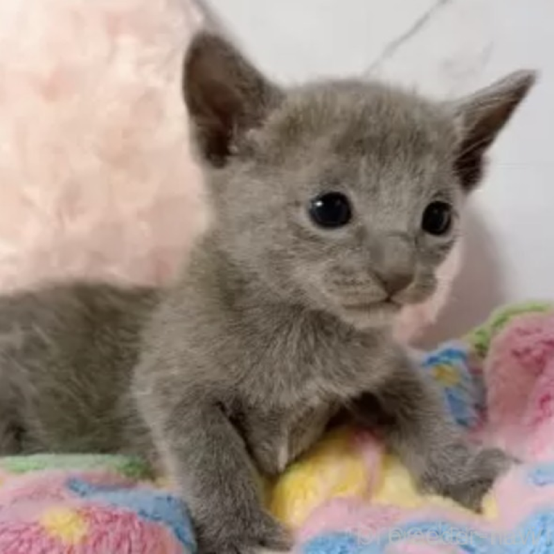 販売中の群馬県のロシアンブルー-138061の2枚目