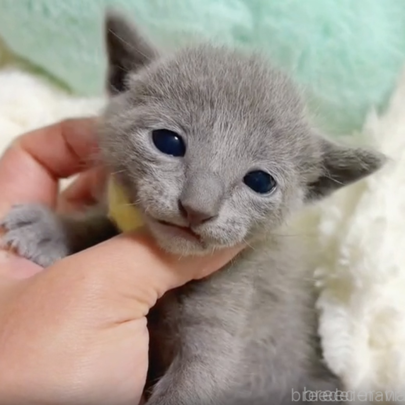 販売中の群馬県のロシアンブルー-138062