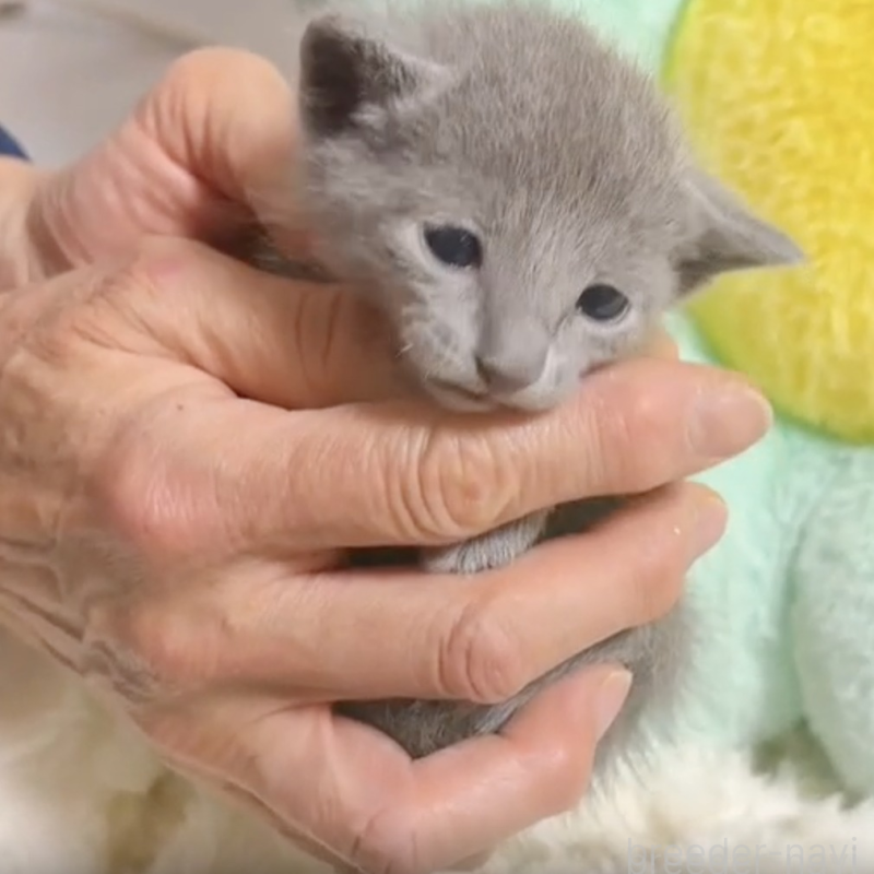 販売中の群馬県のロシアンブルー-138062の2枚目