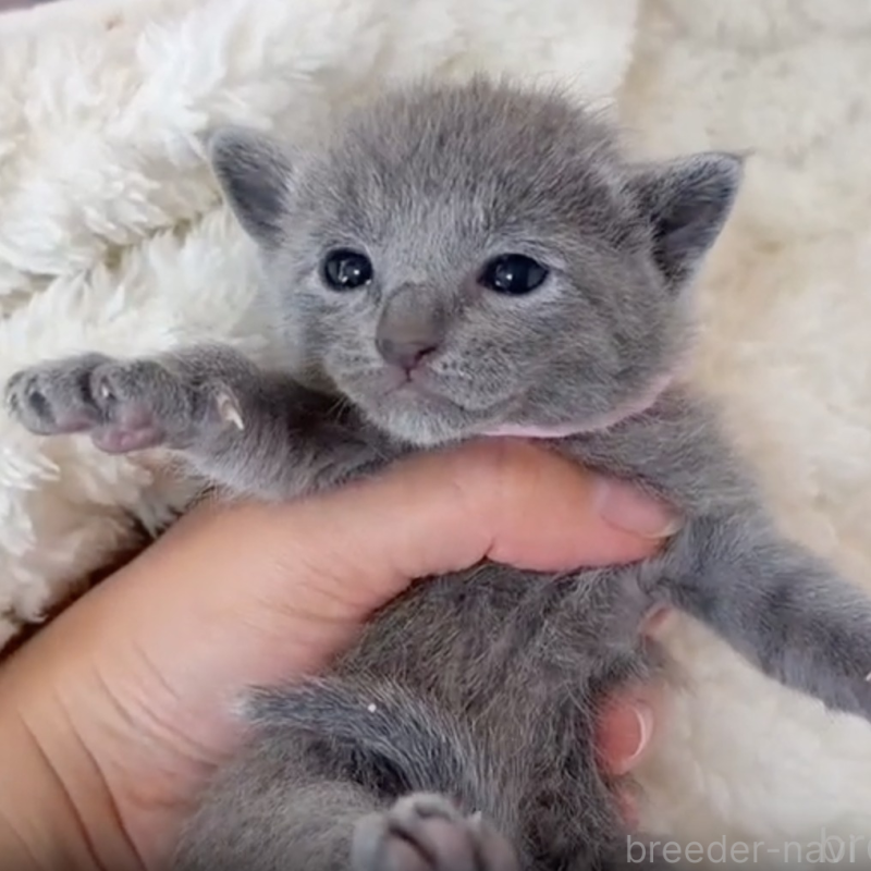 販売中の群馬県のロシアンブルー-138063の2枚目