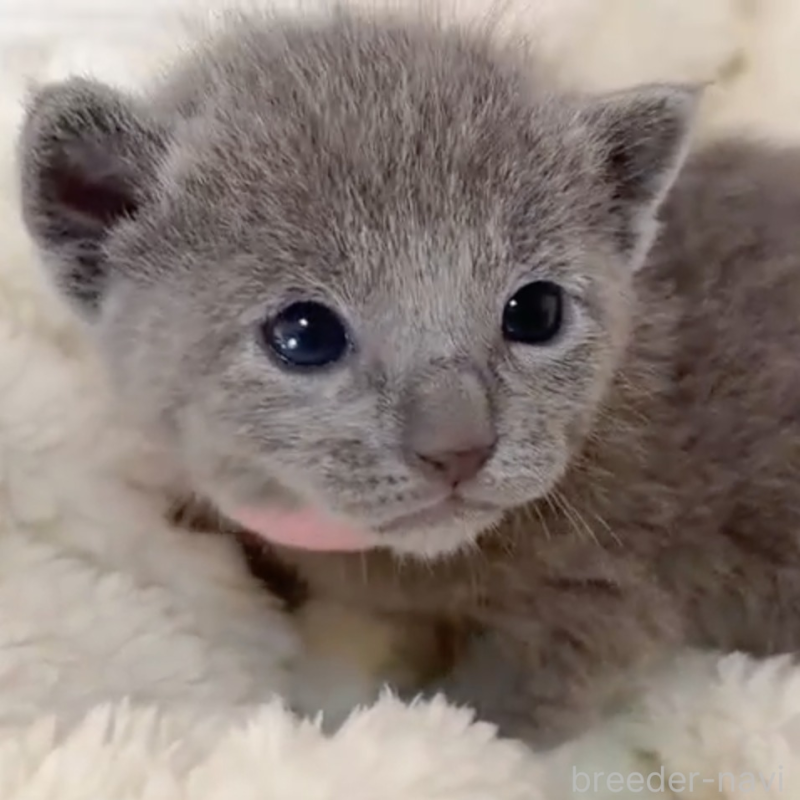 販売中の群馬県のロシアンブルー-138063の1枚目