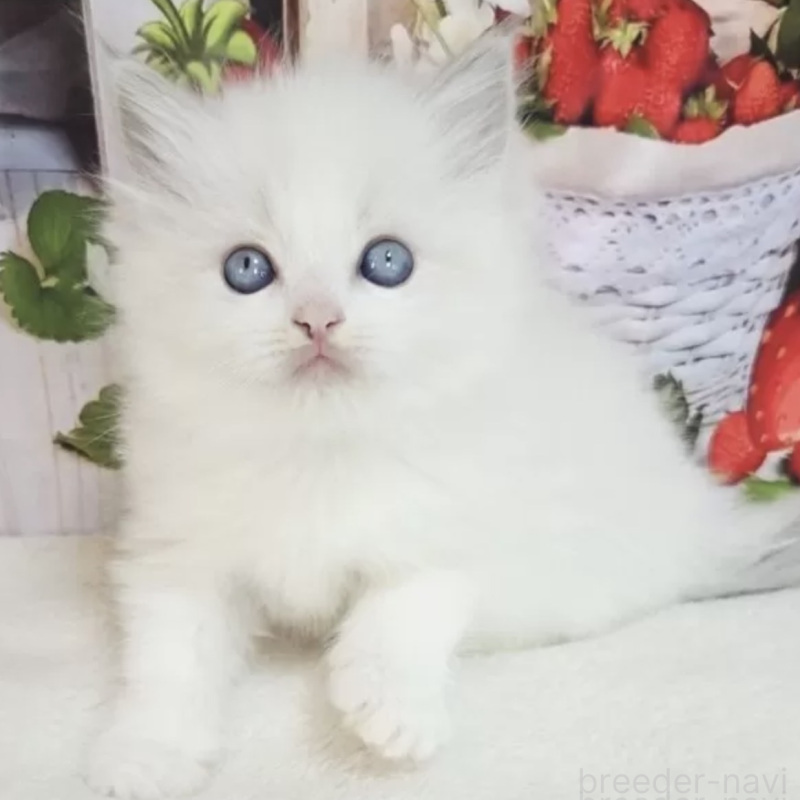 販売中の奈良県のラグドール-138064の8枚目