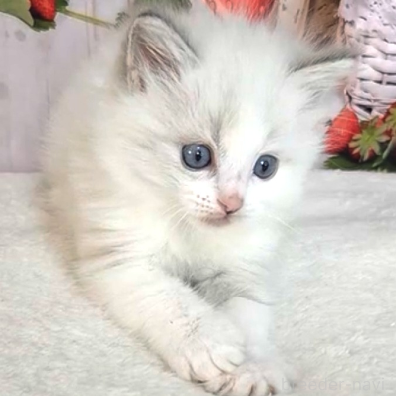 販売中の奈良県のラグドール-138065