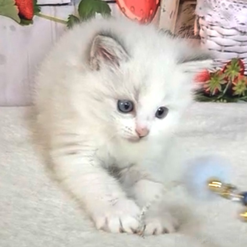 販売中の奈良県のラグドール-138065の7枚目