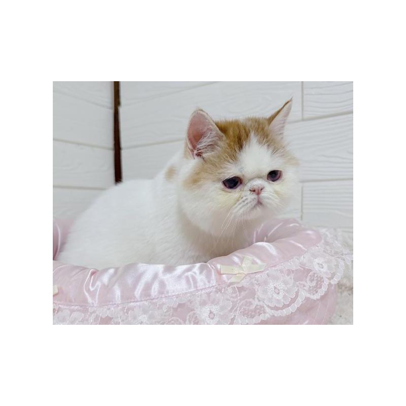 販売中の大阪府のエキゾチックショートヘア-136347の3枚目