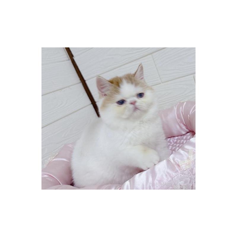 販売中の大阪府のエキゾチックショートヘア-136347の4枚目