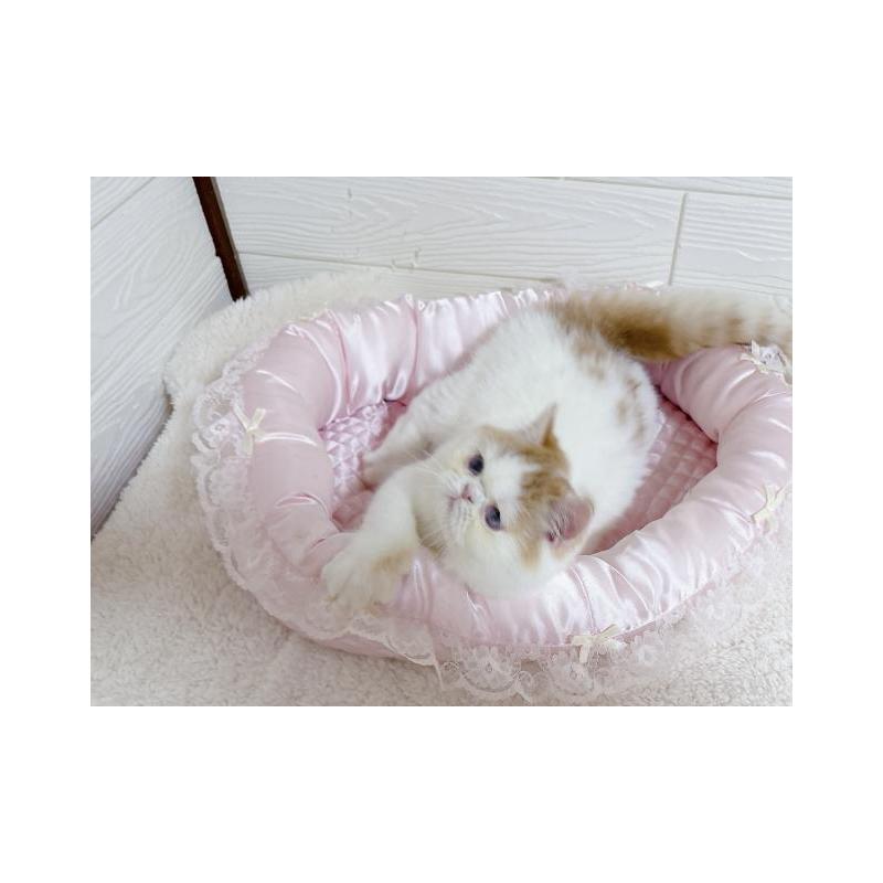 販売中の大阪府のエキゾチックショートヘア-136347の2枚目