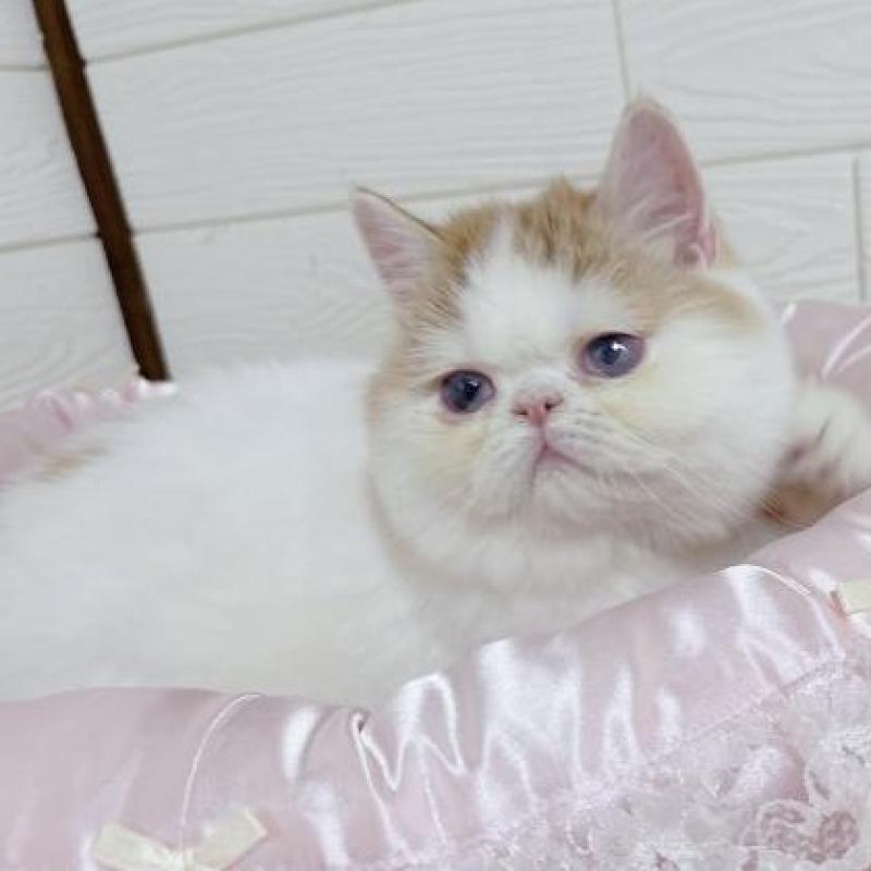 販売中の大阪府のエキゾチックショートヘア-136347の1枚目