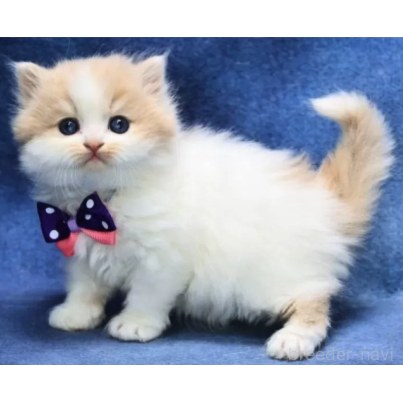 販売中の京都府のラガマフィン-138066の3枚目