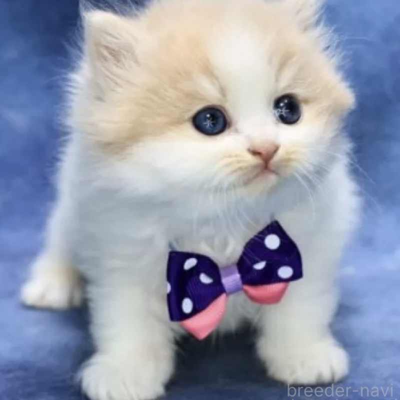 販売中の京都府のラガマフィン-138066の2枚目