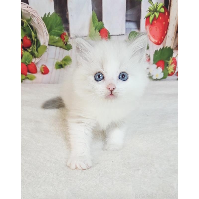 販売中の奈良県のラグドール-138065の6枚目