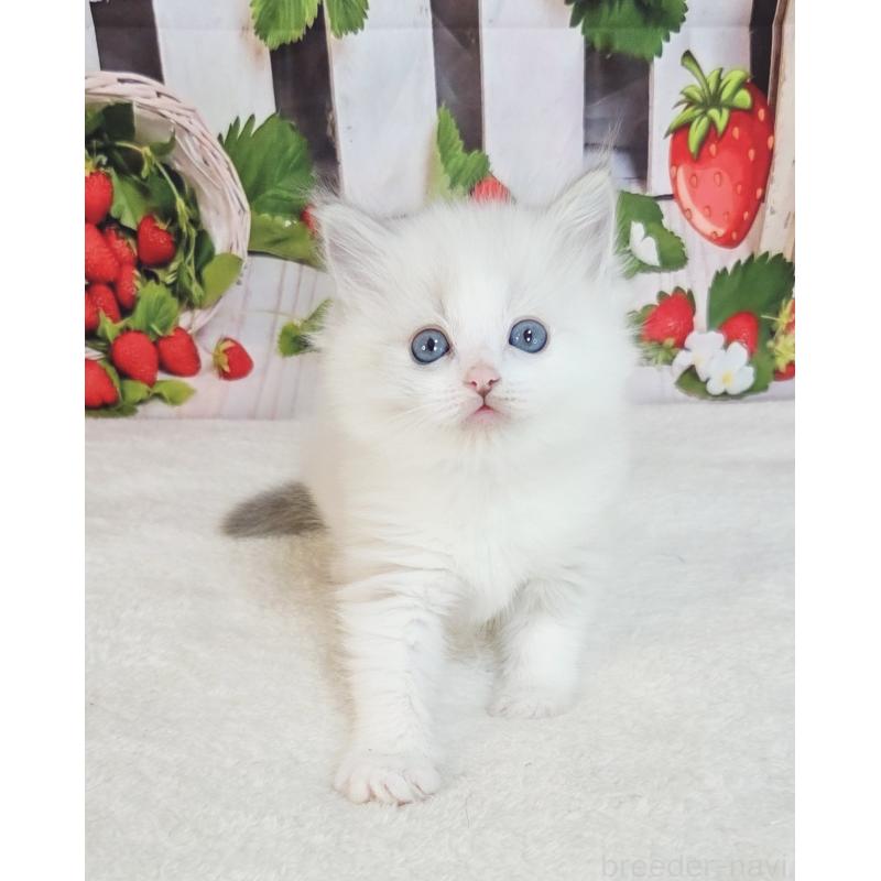 販売中の奈良県のラグドール-138065の5枚目