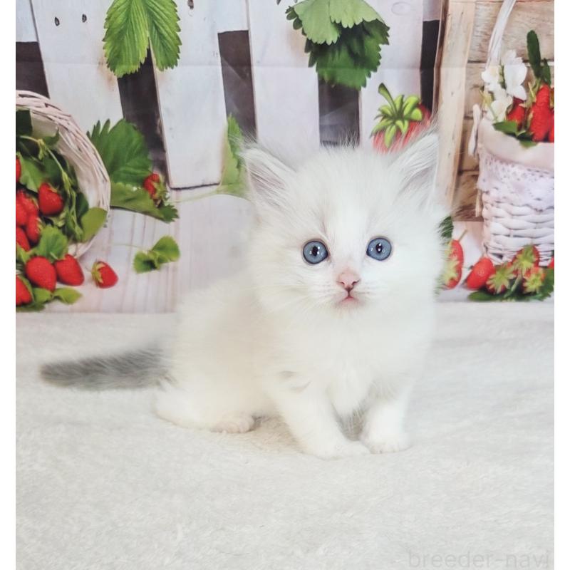 販売中の奈良県のラグドール-138065の4枚目